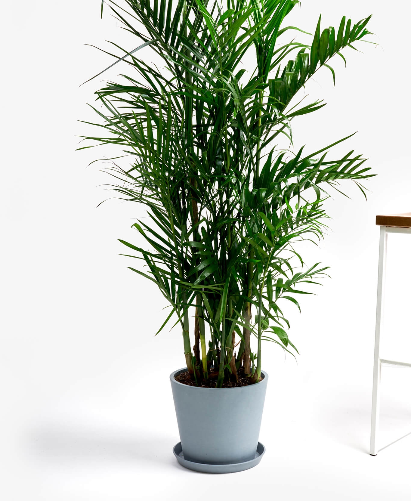 Bamboo Palm - Image 0
