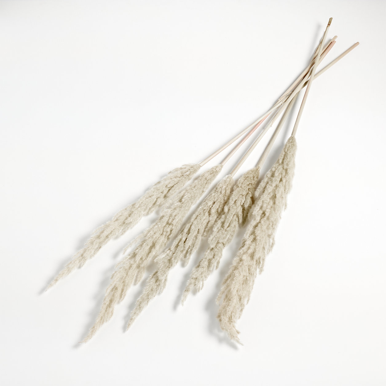 Grass Plume Dried Botanical Bunch - Image 3