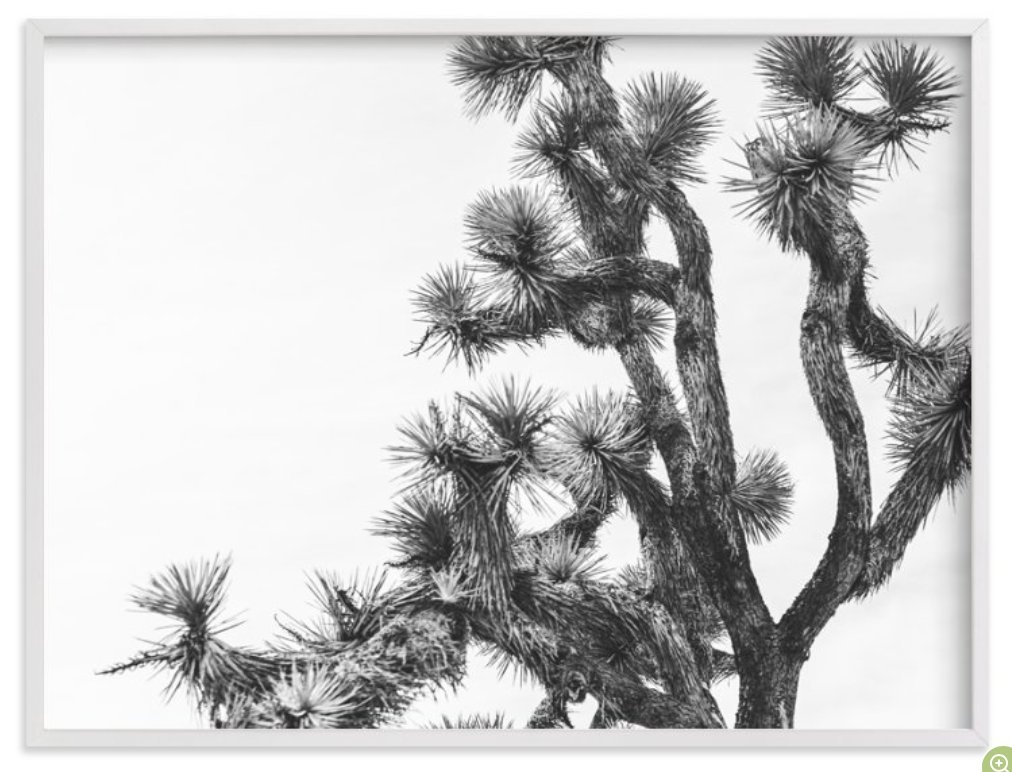 Joshua Tree in September - 30 x 40, White Wood Frame - Image 0