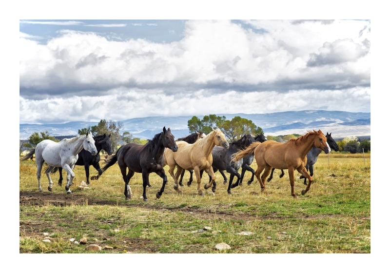 Colorful Horses - Image 1