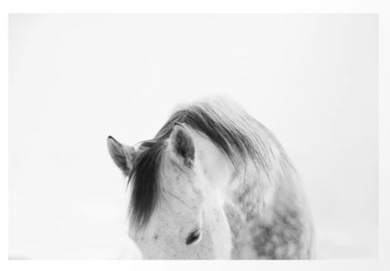 Modern Photography White Horse Art - Image 0