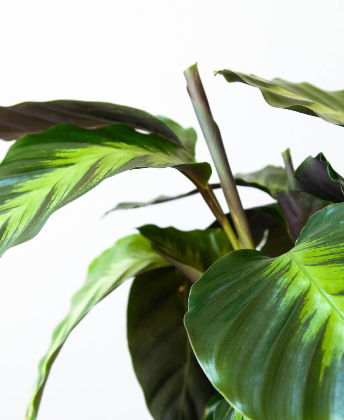 Calathea Misto - Stone - Image 1