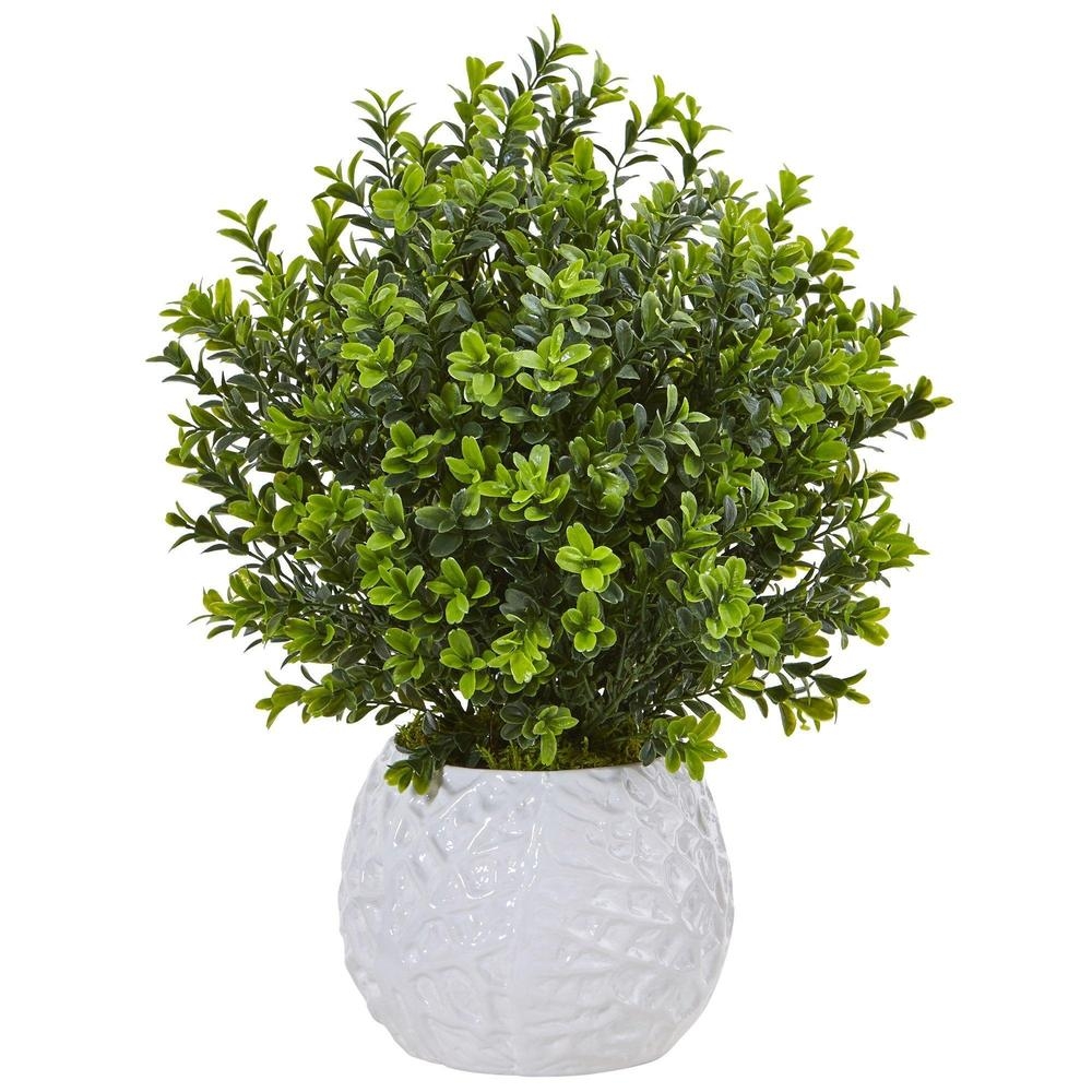 Boxwood in White Vase (Indoor/Outdoor) - Image 0