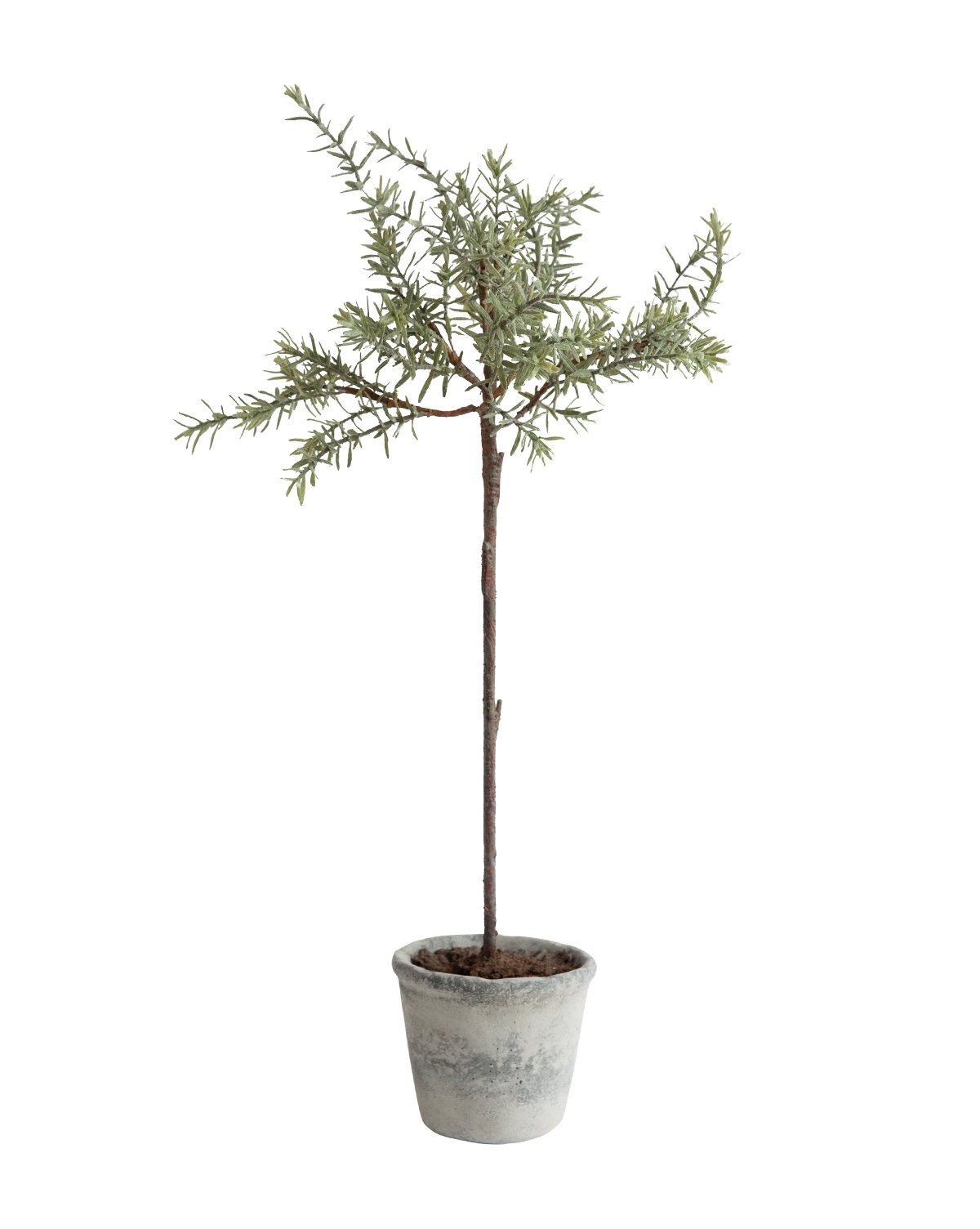 FAUX POTTED ROSEMARY TREE - Image 0