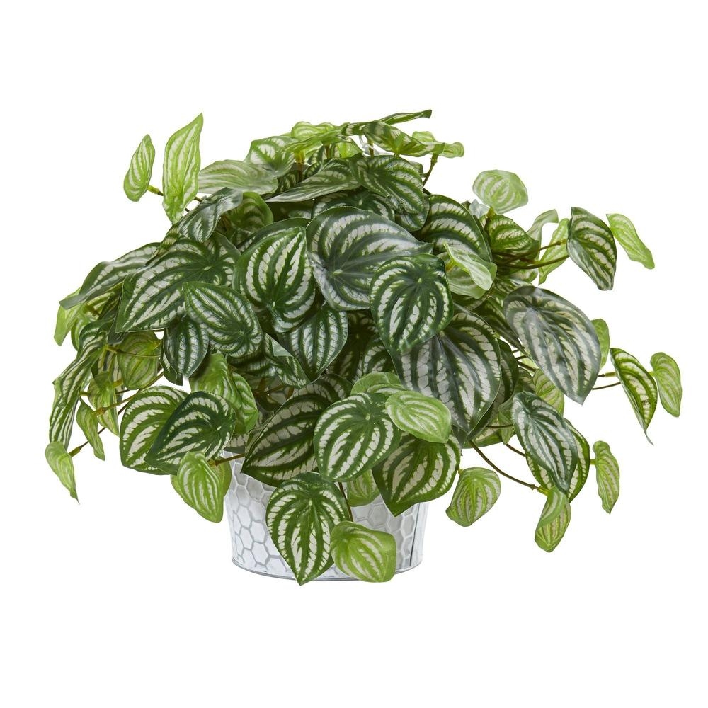 13” Watermelon Peperomia Artificial Plant in Embossed White Planter (Real Touch) - Image 0