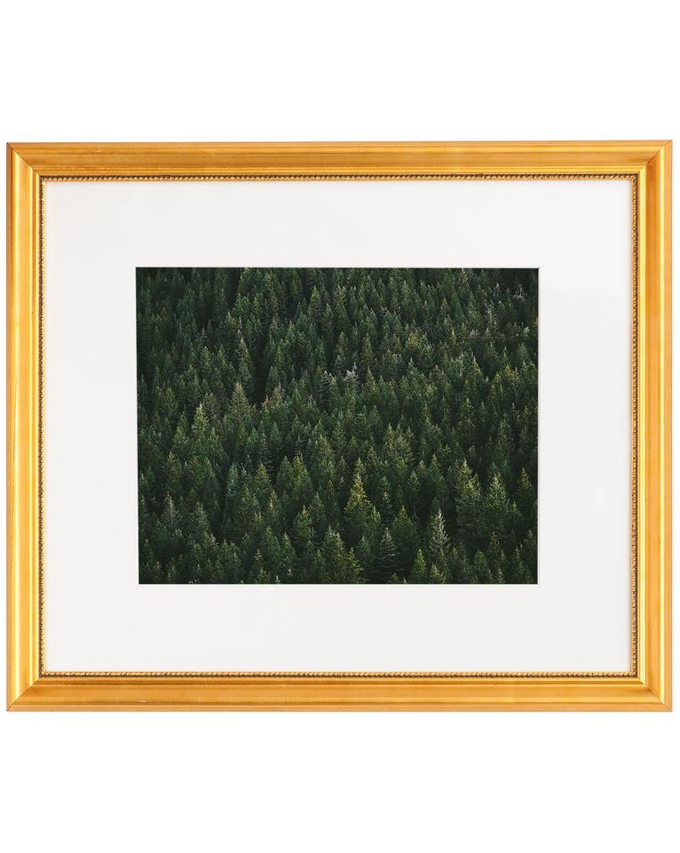 EVERGREEN Art with Richmond Frame - 11" H x 14" W - Image 0