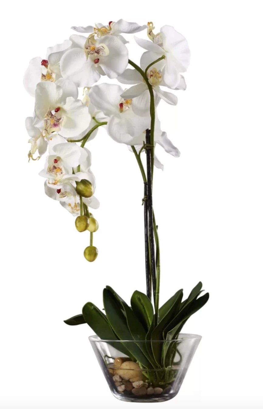 Phalaenopsis Silk White Orchid in Glass Vase - Image 0