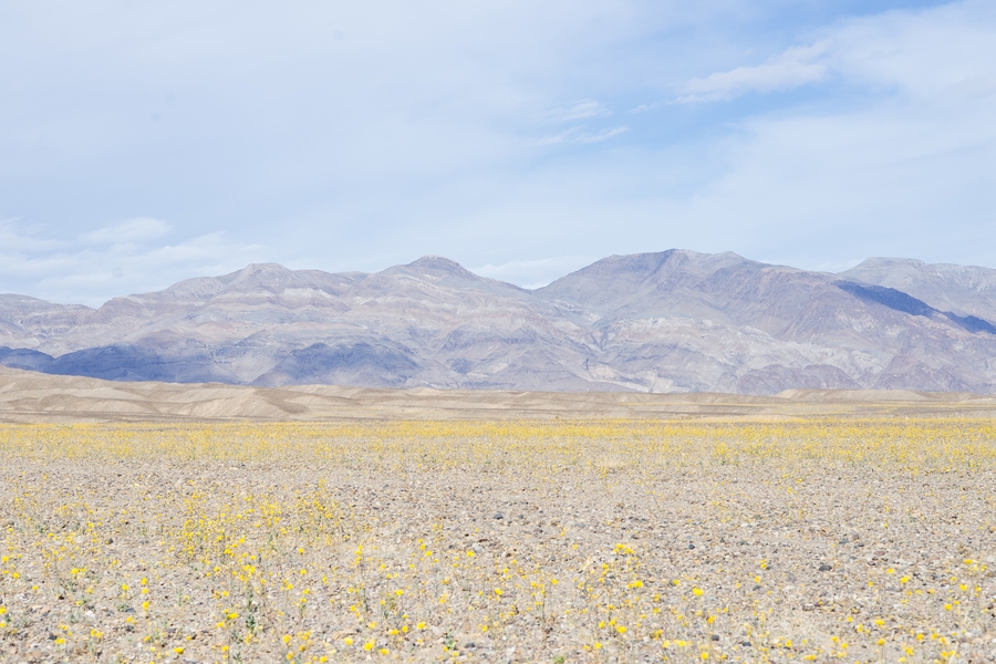 Death Valley Super Bloom - Image 0