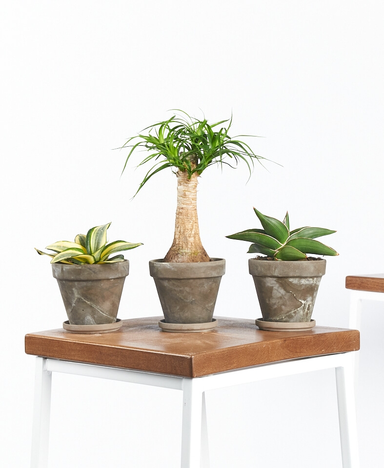 Easy Peasy Collection - 3 plants - Image 0