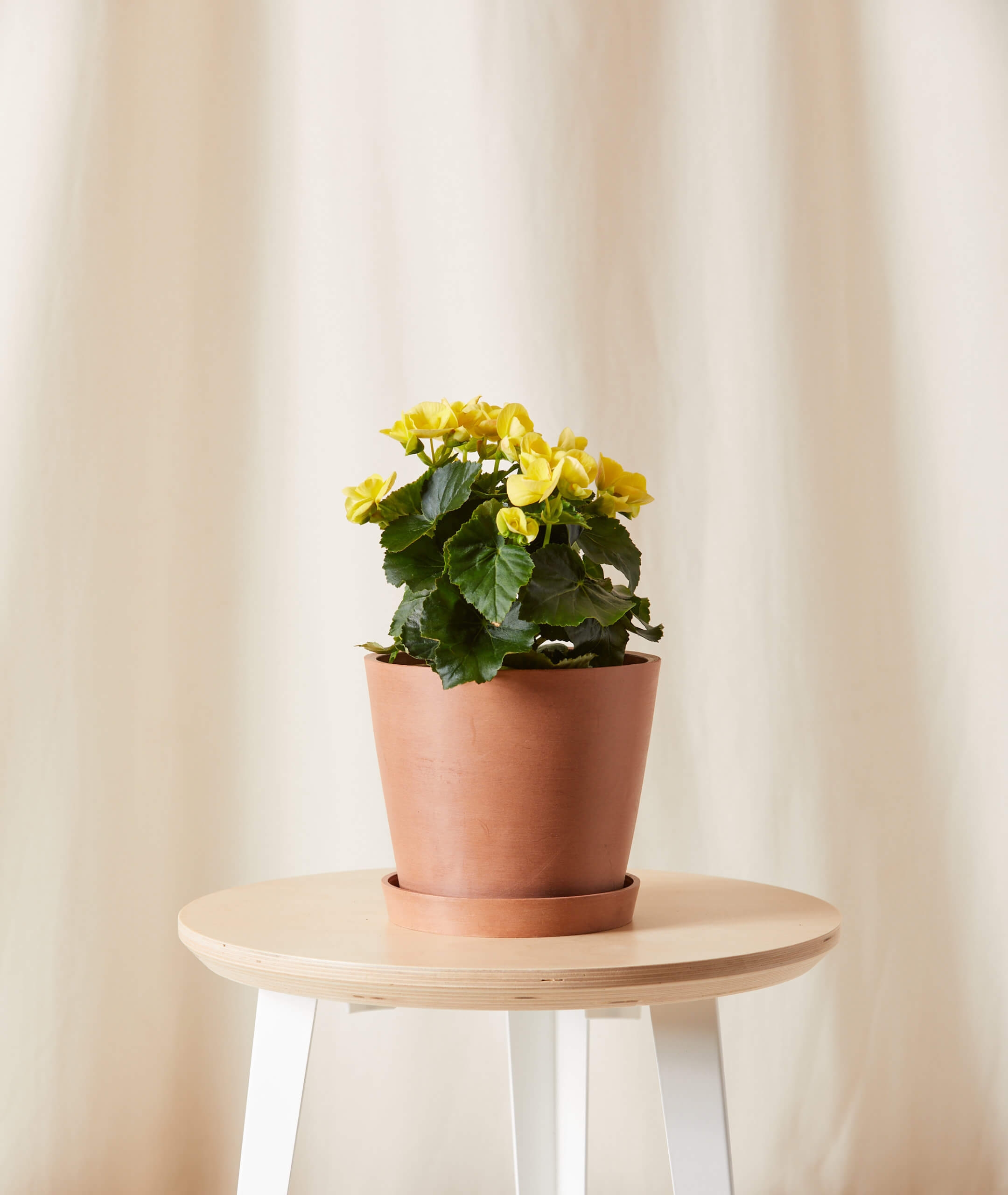 Yellow Begonia Potted Bloom Kit -  1 Kit Single Clay - Image 0