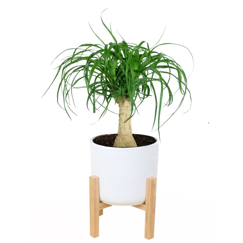 Costa Farms Ponytail Palm Plant in Planter - Image 0
