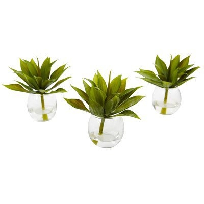 3 Piece Agave Succulent Plant in Vase Set - Image 0