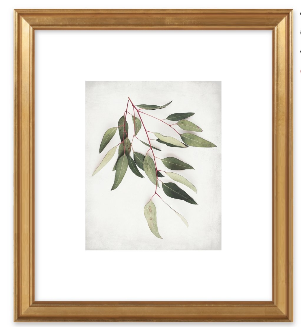 Eucalyptus Sprig One by Lupen Grainne for Artfully Walls - Image 0
