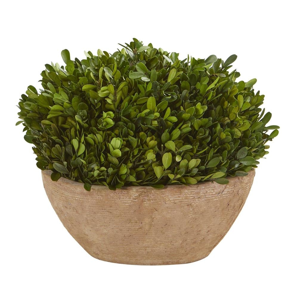 12" boxwood preserved plant in oval planter - Image 0