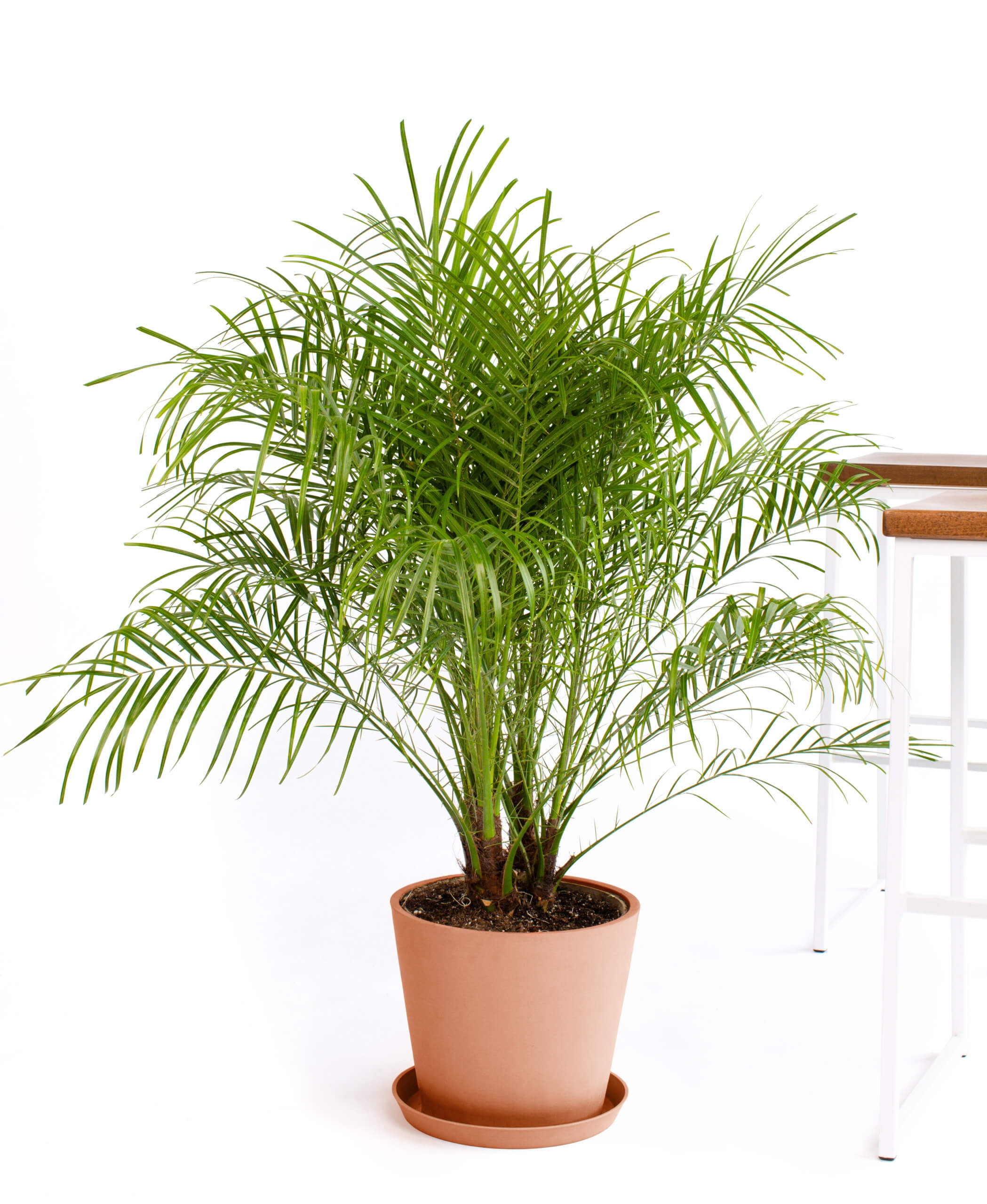 Date Palm - CLay - Image 0