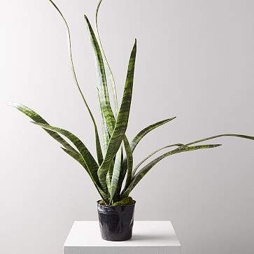 Faux Botanicals, Potted Snake Plant (planter not included) - Image 2