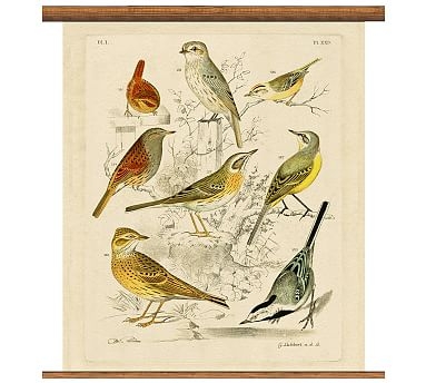 Vintage Ornithology Collection Educational Chart, Small, 33 x 36" - Image 1