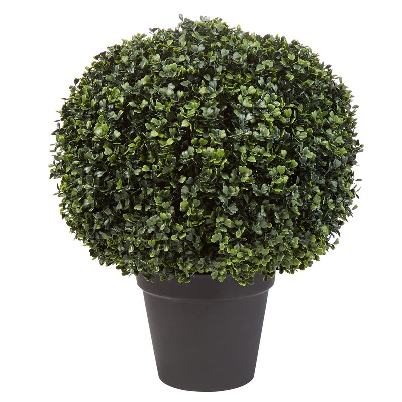 Boxwood Topiary in Planter - Image 0