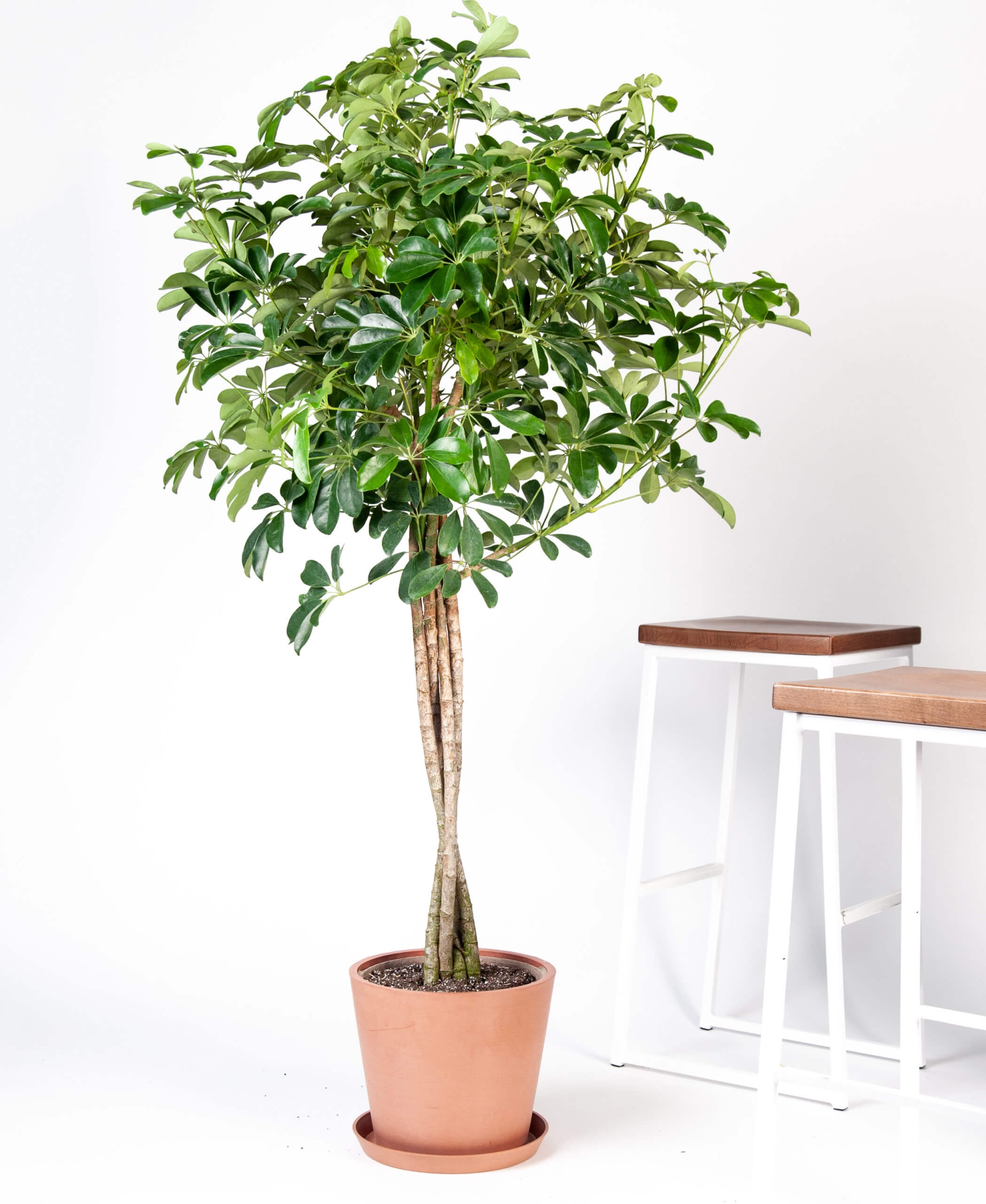 schefflera arboricola - clay pot - Image 0