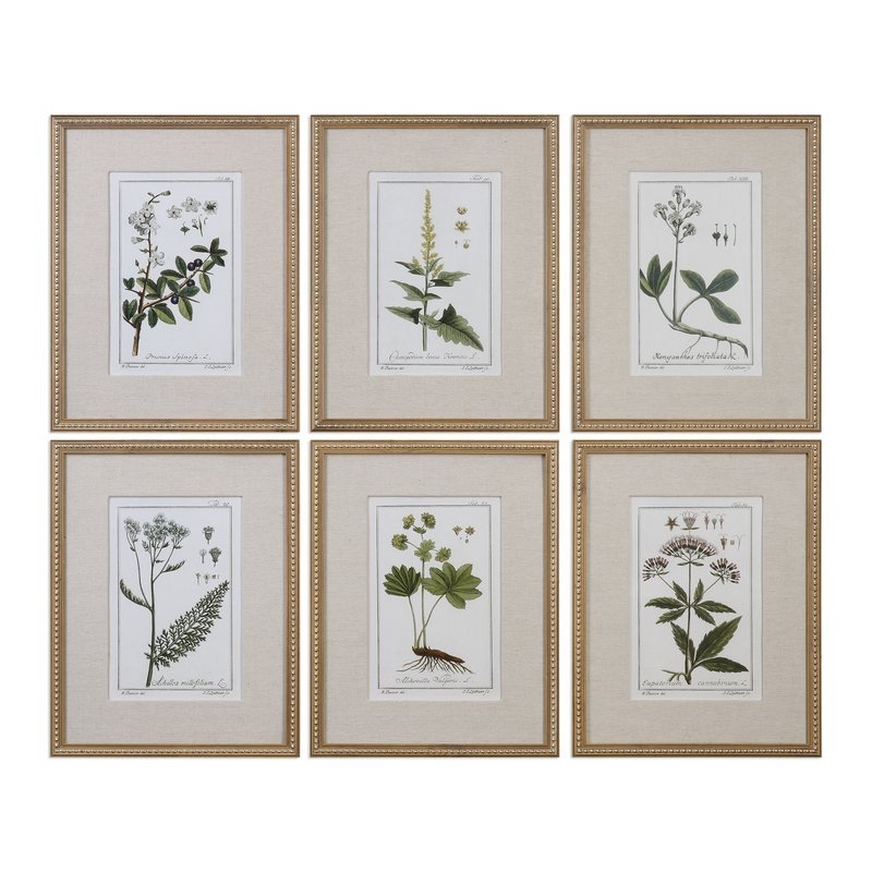 'Floral Botanical Study' 6 Piece Framed Graphic Art Set - Image 0
