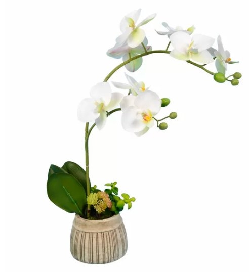 Orchids Floral Arrangements and Centerpieces in Pot - Image 0