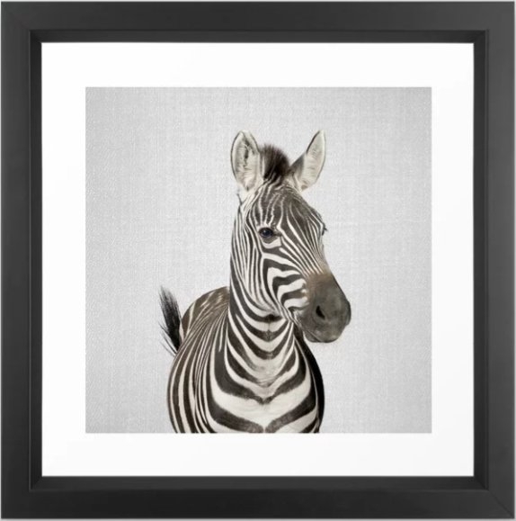 Zebra 2 - Colorful Framed Art Print  12 x 12 - Image 0
