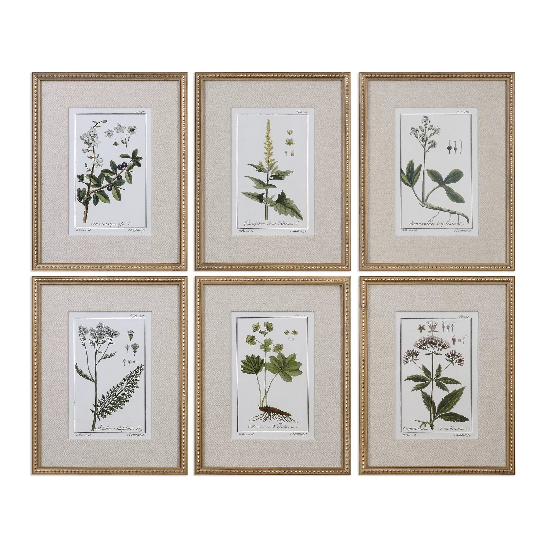 Botanical Study' - 6 Piece Picture Frame Graphic Art Print Set on Paper - Image 0