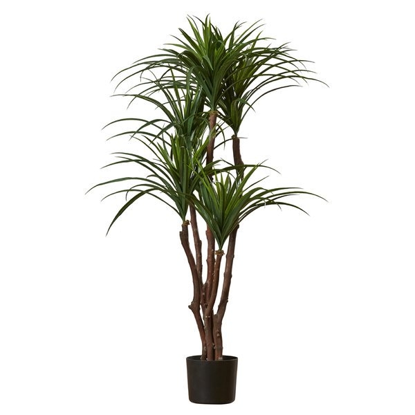 Tropical Yucca Tree in Pot - Image 0