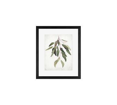 Eucalyptus Sprig Framed Print by Lupen Grainne, 13x11", Wood Gallery Frame, Black, Mat - Image 3