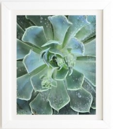 Succulents, White frame, 14"x16.5" - Image 0