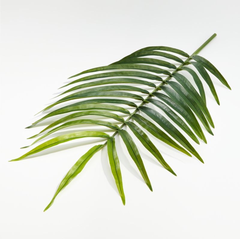 Phoenix Palm Stem - Image 1