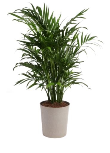 Live Cat Palm Tree in Basket - Image 0