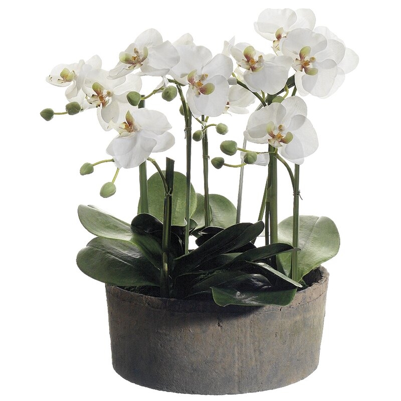 Phalaenopsis Orchid Floral Arrangements in Clay Pot - Image 0