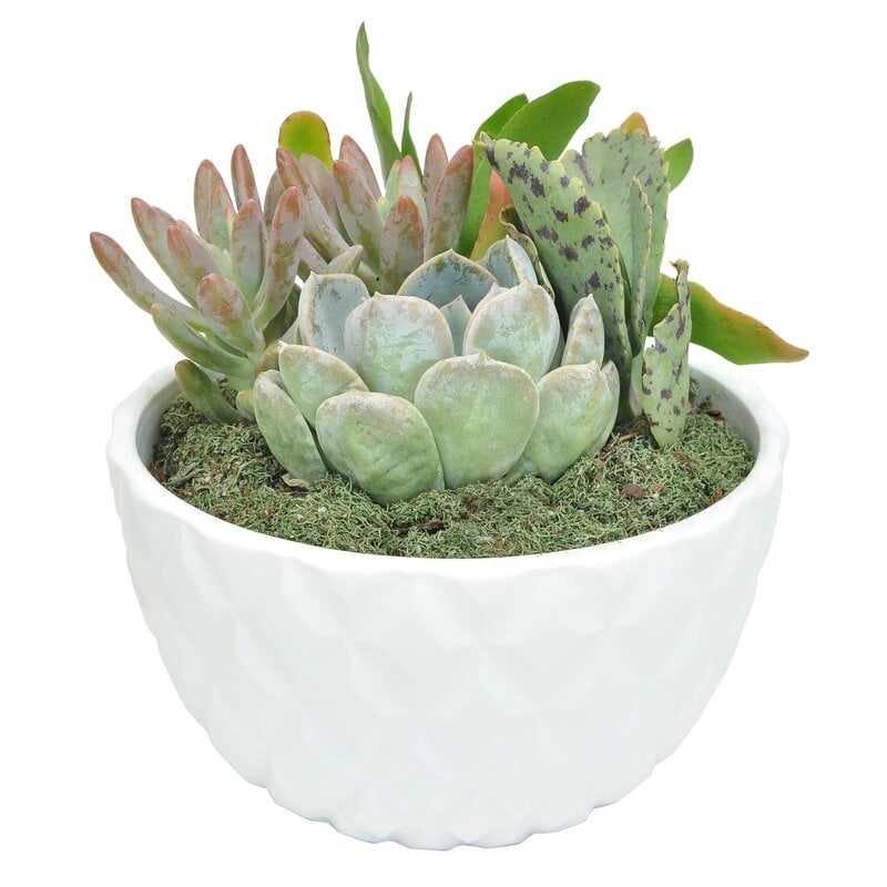 Costa Farms Succulent in Planter - Image 0