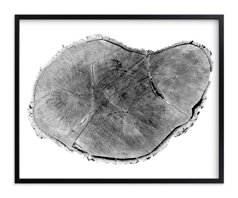 Tree Rings Pt. 1 Limited Edition Fine Art Print - Image 0