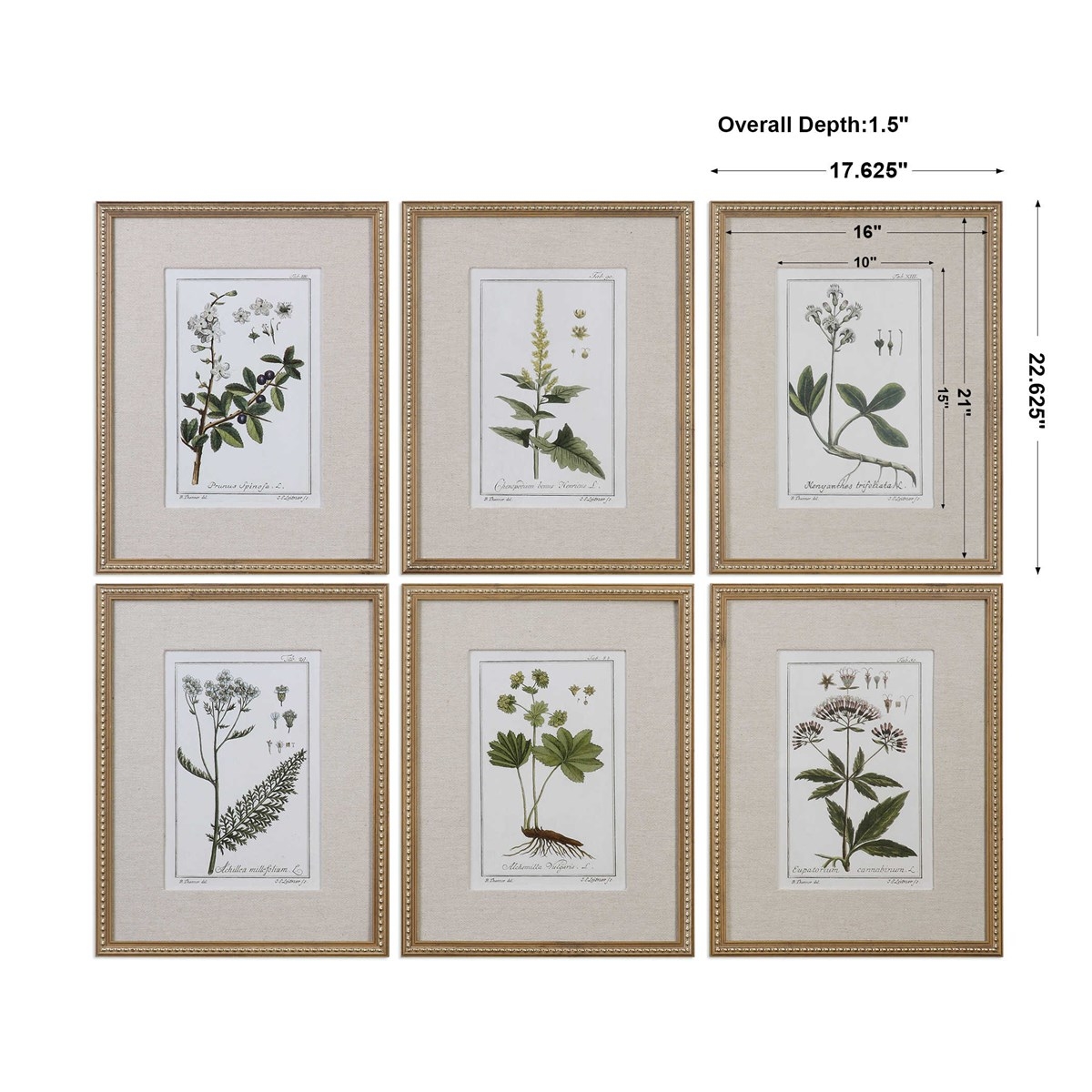 Green Floral Botanical Study Prints S/6 - Image 2