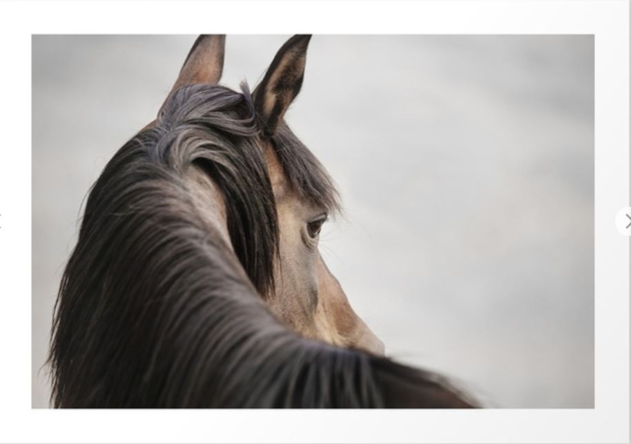 Horse Close Up Photograph, Western Horse Art Print - Image 0