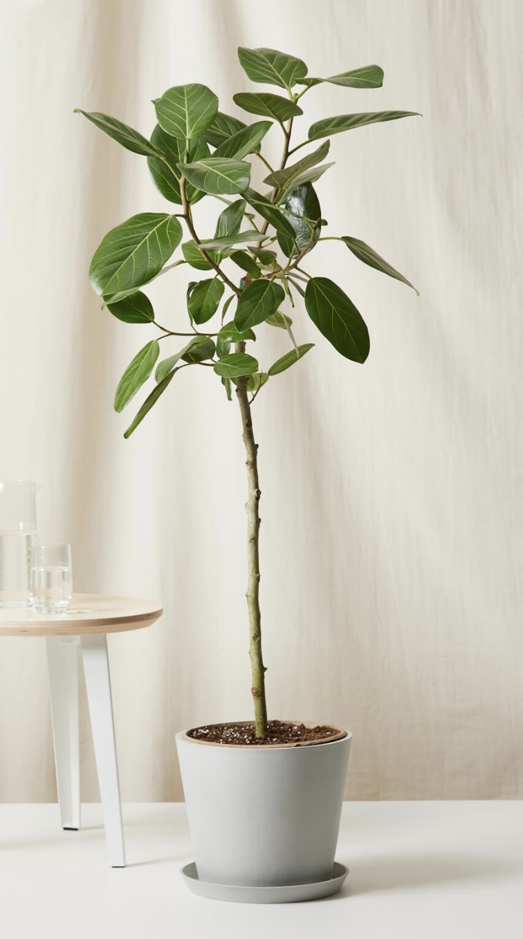 Ficus Audrey, Stone Pot - Image 0
