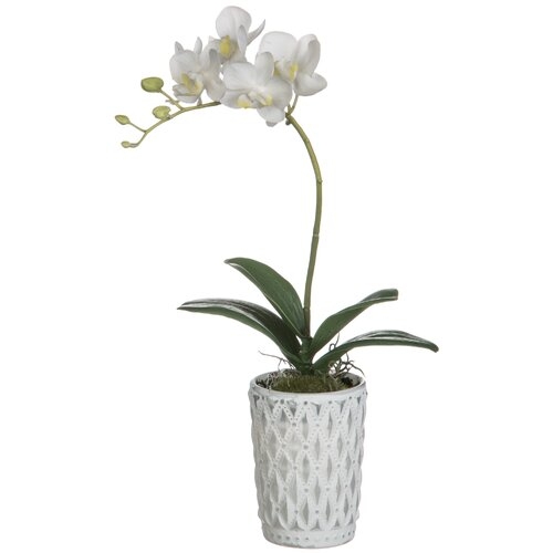 White Phalaenopsis Orchid Floral Arrangement in Pot - Image 0