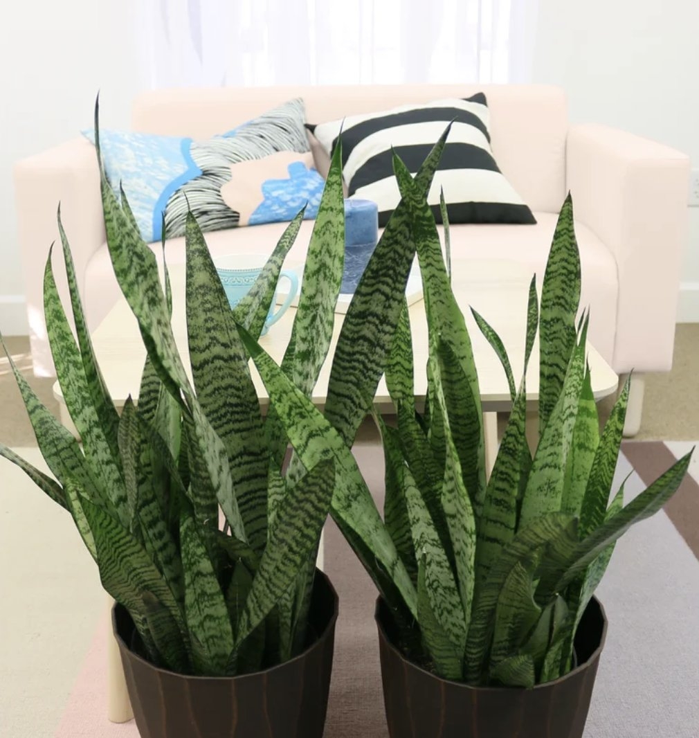 Costa Farms 24'' Live Snake Plant in Basket - Image 1
