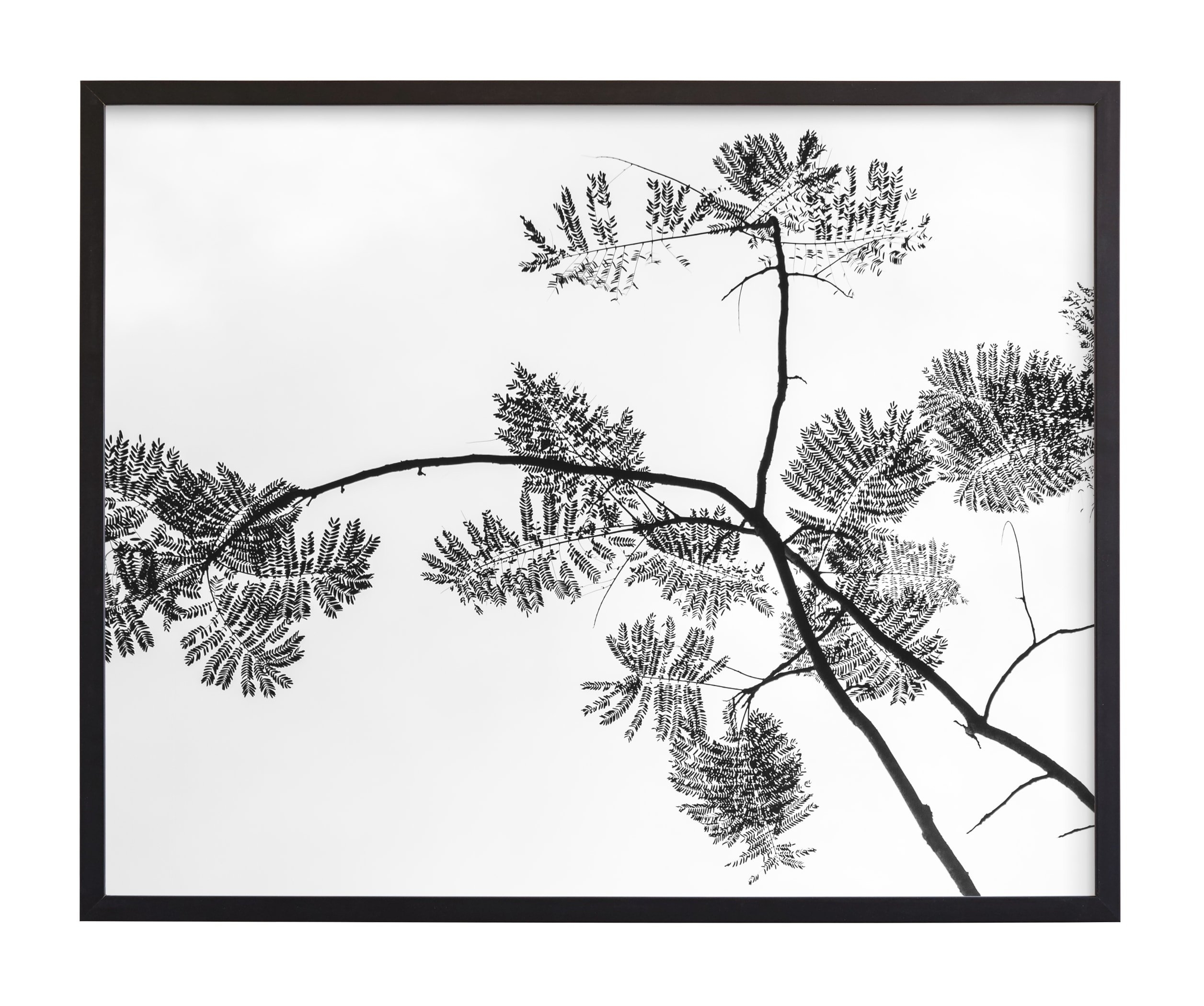 Botanical Silhouette Limited Edition Fine Art Print - Image 0