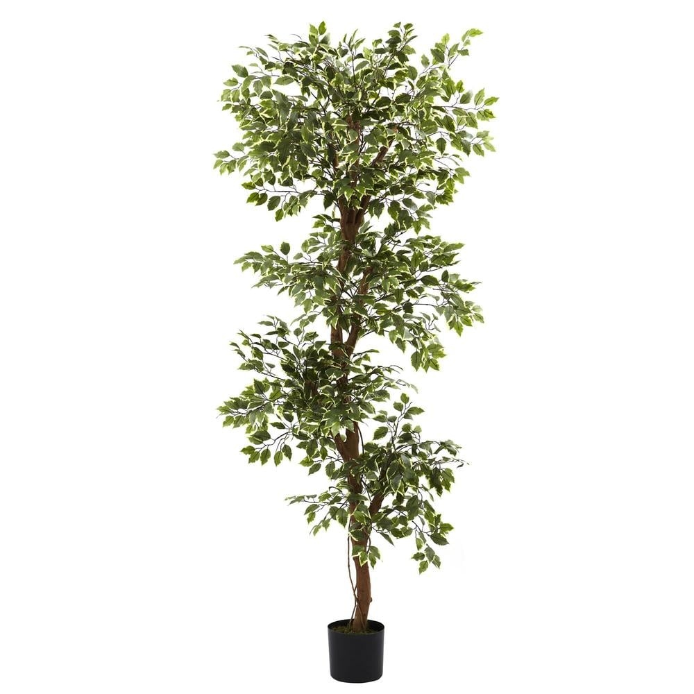 Faux Variegated Ficus Tree, 6'H, 6.5"Pot - Image 0