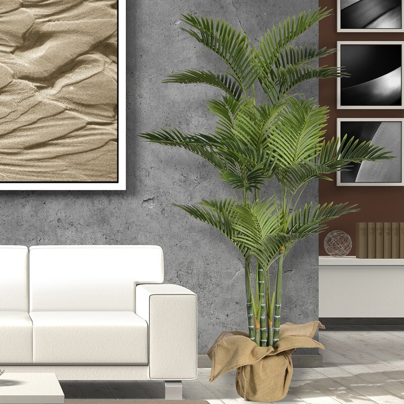 Palm Tree Plant - Image 4