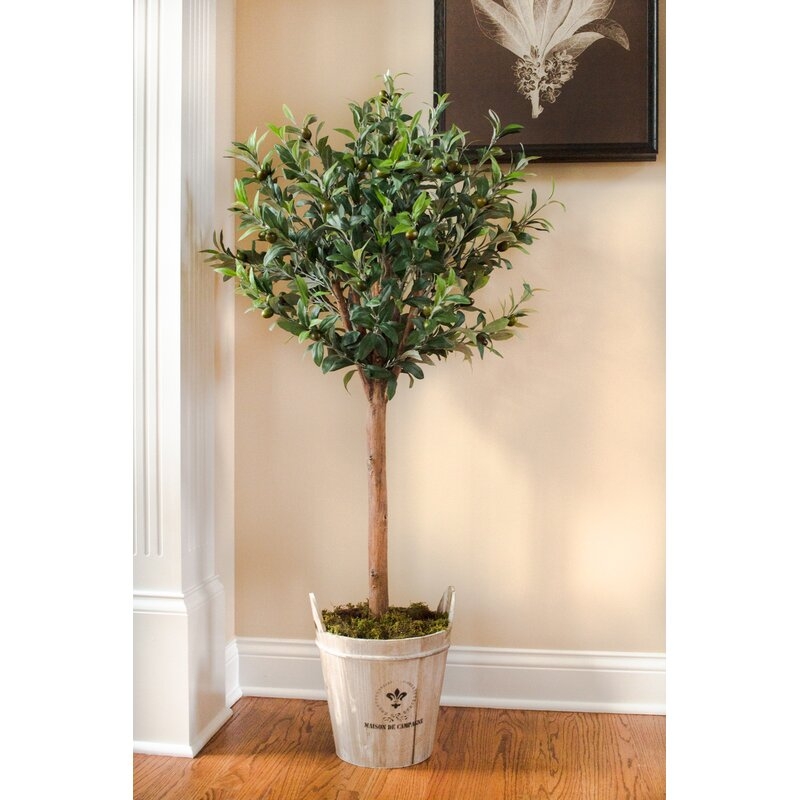 Olive Tree in Planter - Image 3