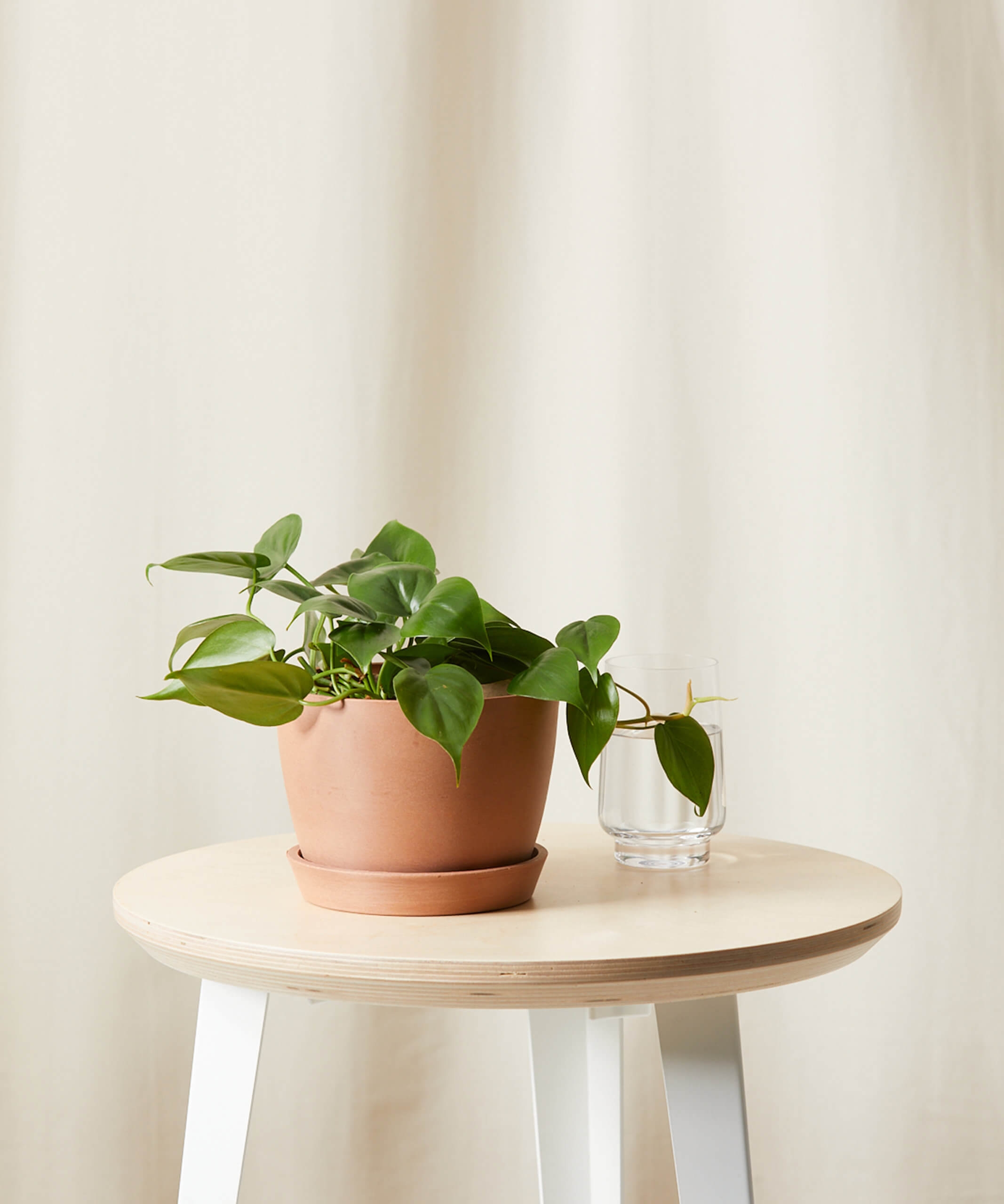 Philodendron Heartleaf -  Clay - Image 0