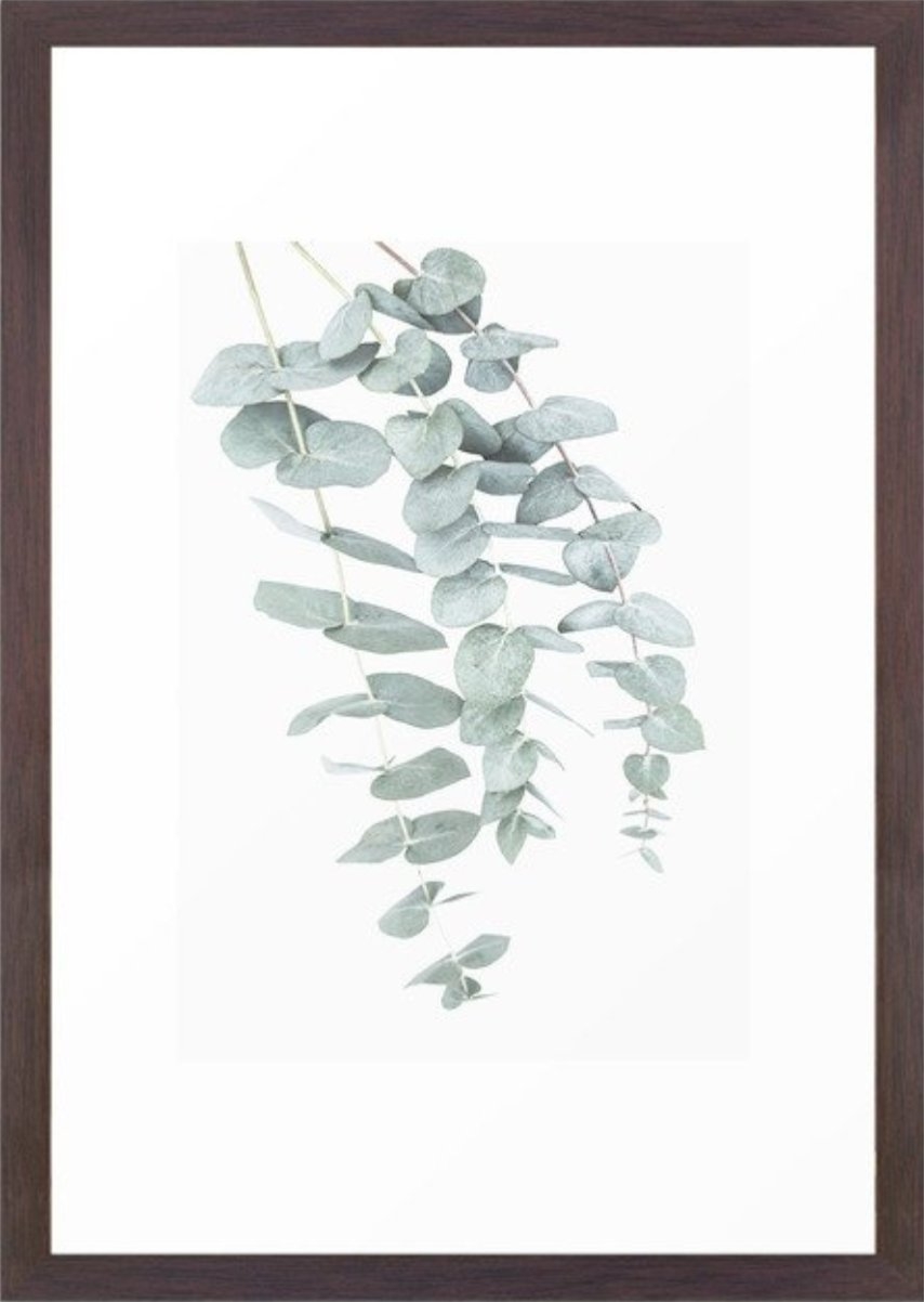 Eucalyptus II Framed Art Print (Conservation Walnut) - Image 0