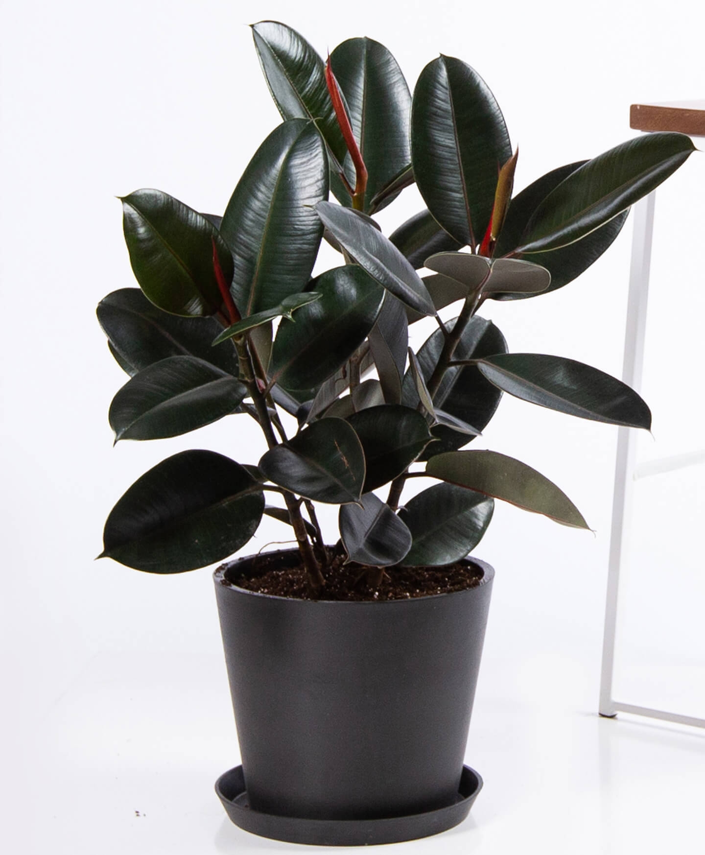 Burgundy rubber tree - Charcoal - Image 0