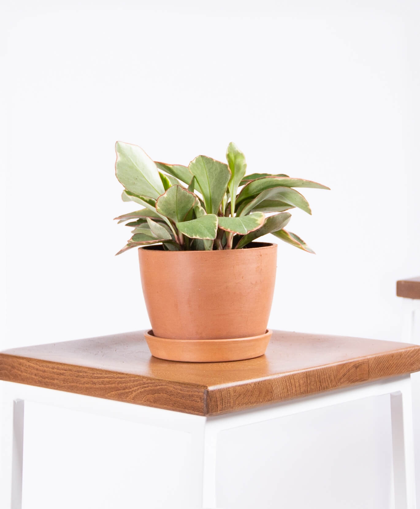 peperomia ginny with clay pot - Image 0