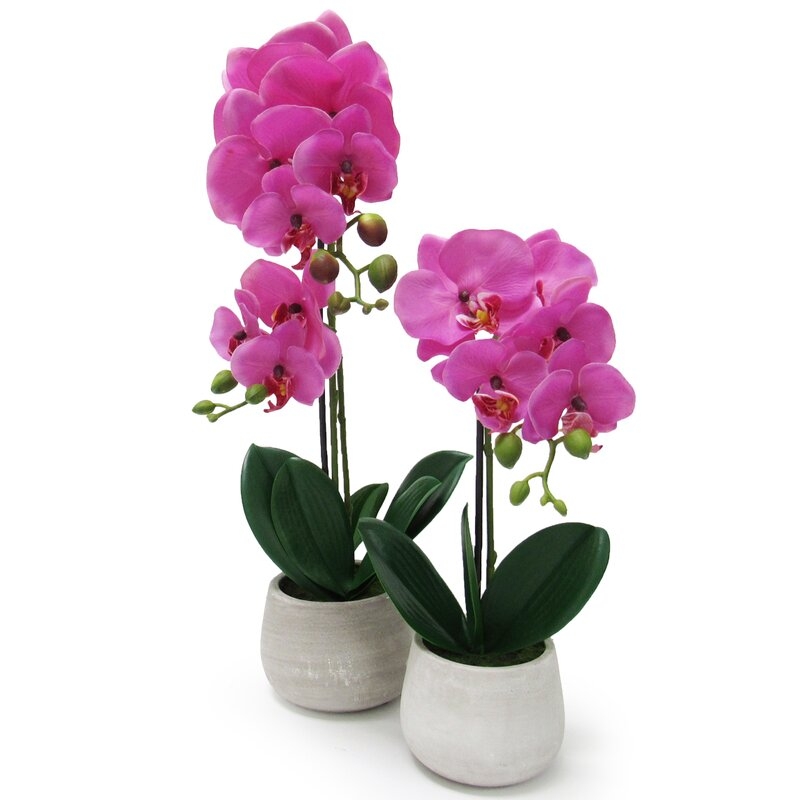 Phalaenopsis Orchids Arrangements in Pot - Image 0