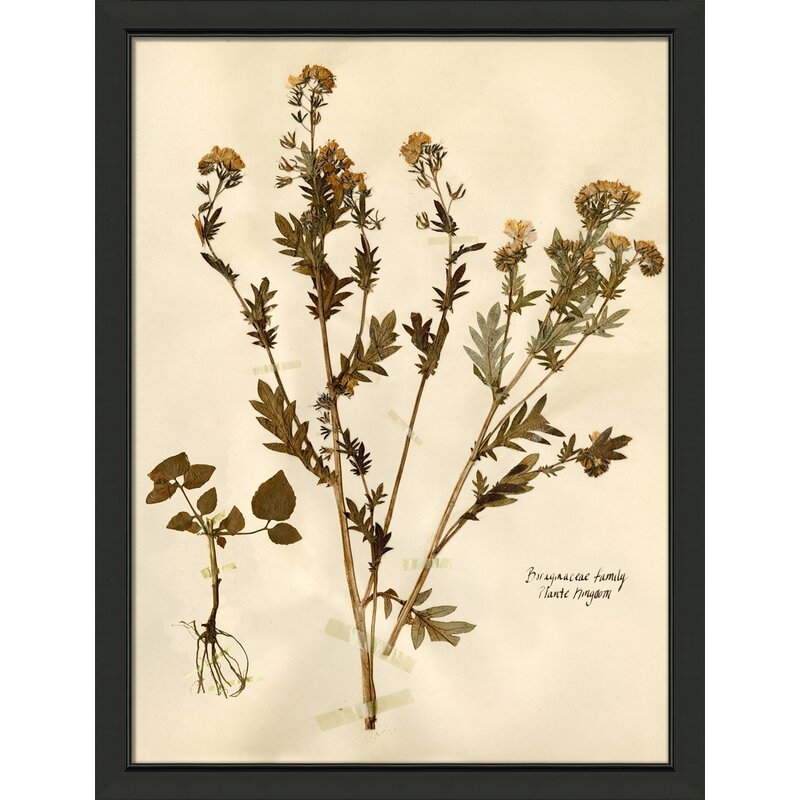 Wendover Art Group Pressed Botanical 28 - Picture Frame Print on Paper - Image 0